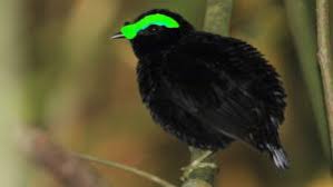 Attēlu rezultāti vaicājumam “Passeriformes”