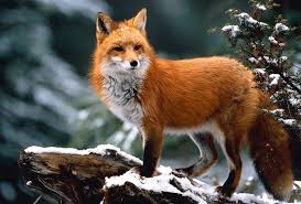 Attēlu rezultāti vaicājumam “Vulpes vulpes”