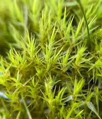 Attēlu rezultāti vaicājumam “Dicranum bonjeanii”