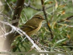 Attēlu rezultāti vaicājumam “Phylloscopus trochiloides”
