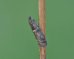 Attēlu rezultāti vaicājumam “Semioscopis avellanella imago”