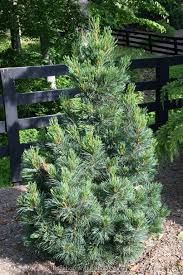 Image result for Pinus cembra