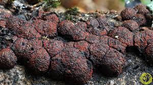 Attēlu rezultāti vaicājumam “Nectria episphaeria”