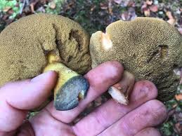 Attēlu rezultāti vaicājumam “Suillus bovinus”