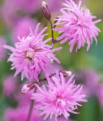 Attēlu rezultāti vaicājumam “Lychnis flos-cuculi flower”