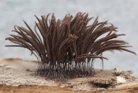 Attēlu rezultāti vaicājumam “Stemonitis foliicola plasmodium”