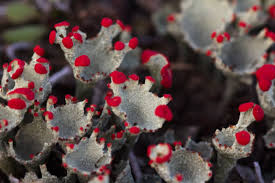 Attēlu rezultāti vaicājumam “Cladonia”