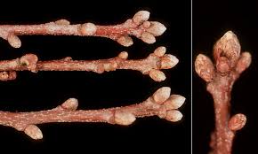 Attēlu rezultāti vaicājumam “Quercus rubra bud”