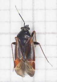 Attēlu rezultāti vaicājumam “Psallus sp.”