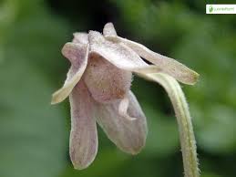 Attēlu rezultāti vaicājumam “Viola riviniana fruit”