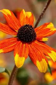 Image result for Rudbeckia Paradisio
