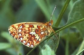 Attēlu rezultāti vaicājumam “Clossiana euphrosyne”