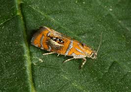 Attēlu rezultāti vaicājumam “Olethreutes arcuella”