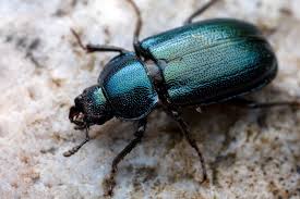 Attēlu rezultāti vaicājumam “Platycerus caraboides”