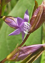 Attēlu rezultāti vaicājumam “Gentianella amarella”