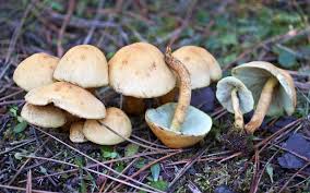 Attēlu rezultāti vaicājumam “Hypholoma sp.”
