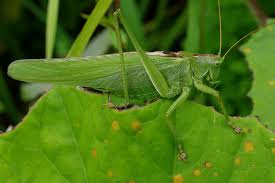 Attēlu rezultāti vaicājumam “Tettigonia viridissima”
