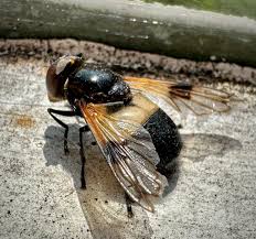 Attēlu rezultāti vaicājumam “Xanthogramma sp. male”