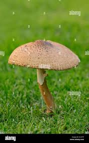 Attēlu rezultāti vaicājumam “Lepiota aspera”