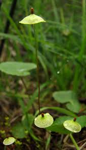 Attēlu rezultāti vaicājumam “Splachnum ampullaceum sporophyte”