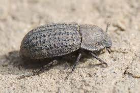 Attēlu rezultāti vaicājumam “Opatrum sabulosum”