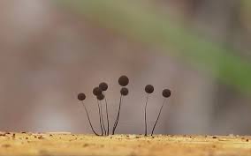 Attēlu rezultāti vaicājumam “Metatrichia floriformis stalked”