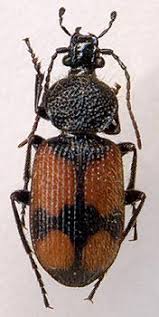 Attēlu rezultāti vaicājumam “Panagaeus cruxmajor”