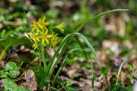 Attēlu rezultāti vaicājumam “Gagea lutea leaf”