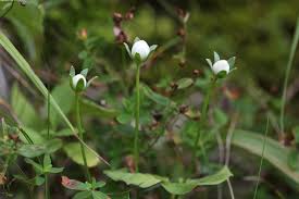 Attēlu rezultāti vaicājumam “Parnassia palustris bud”