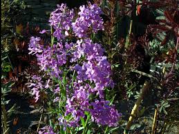 Image result for Hesperis matronalis