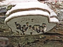 Attēlu rezultāti vaicājumam “Agathomyia wankowiczii”