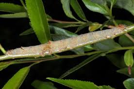 Attēlu rezultāti vaicājumam “Catocala nupta”