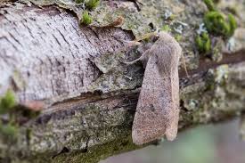 Attēlu rezultāti vaicājumam “Orthosia cruda”