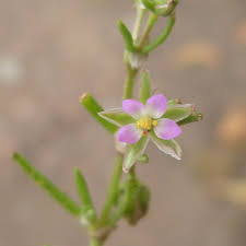 Attēlu rezultāti vaicājumam “Spergularia marina leaf”