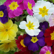 Attēlu rezultāti vaicājumam “Primula x margotae”