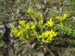 Attēlu rezultāti vaicājumam “Sedum acre leaf”