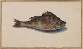 Attēlu rezultāti vaicājumam “Perca fluviatilis”