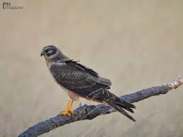 Attēlu rezultāti vaicājumam “Phylloscopus trochiloides adult”