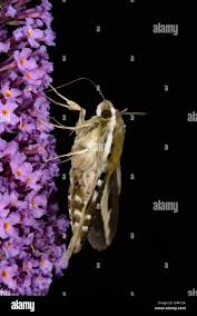 Attēlu rezultāti vaicājumam “Geocrypta galii”