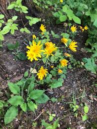 Attēlu rezultāti vaicājumam “Hieracium murorum flower”