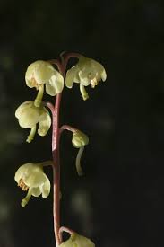 Attēlu rezultāti vaicājumam “Pyrola chlorantha”