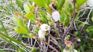 Attēlu rezultāti vaicājumam “Vaccinium uliginosum flower”