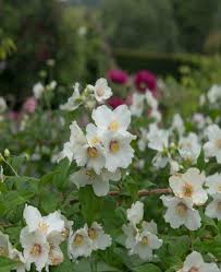 Attēlu rezultāti vaicājumam “Philadelphus lemoinei flower”