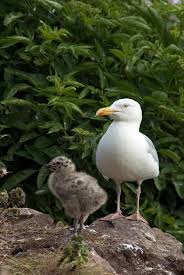 Attēlu rezultāti vaicājumam “Larus argentatus eggs”