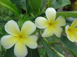 Image result for Leaves Green Bowmen