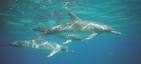 The Marine Mammal Center : Cetaceans