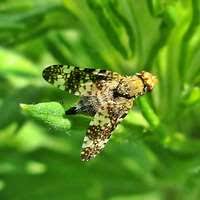 Attēlu rezultāti vaicājumam “Sciara analis”