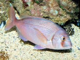 Image result for Pagrus