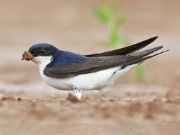 Attēlu rezultāti vaicājumam “Delichon urbicum juvenile”