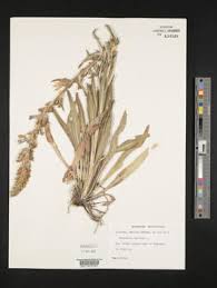 Image result for Campanula spicata